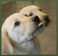 Danikk Labrador Puppies
